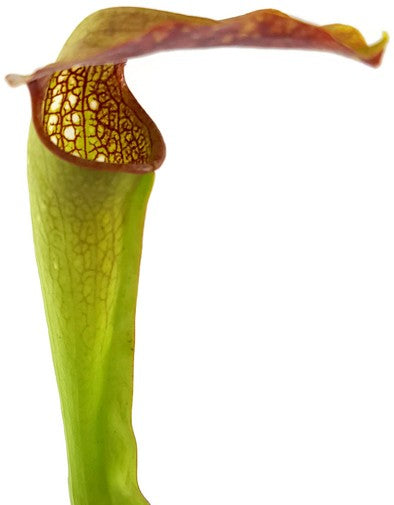 Sarracenia X "Frogman"
