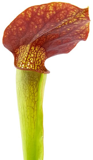 Sarracenia X "Frogman"