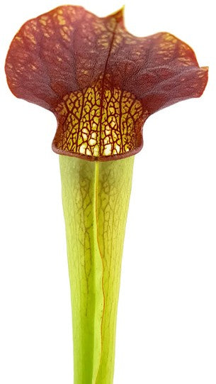 Sarracenia X "Frogman"