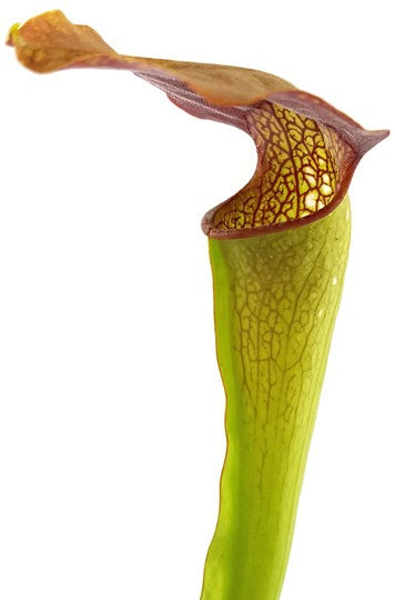 Sarracenia X "Frogman"