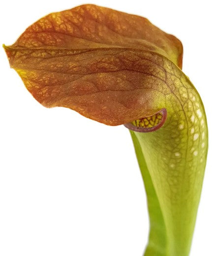 Sarracenia X "Frogman"