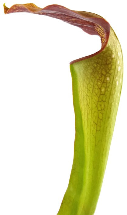 Sarracenia X "Frogman"
