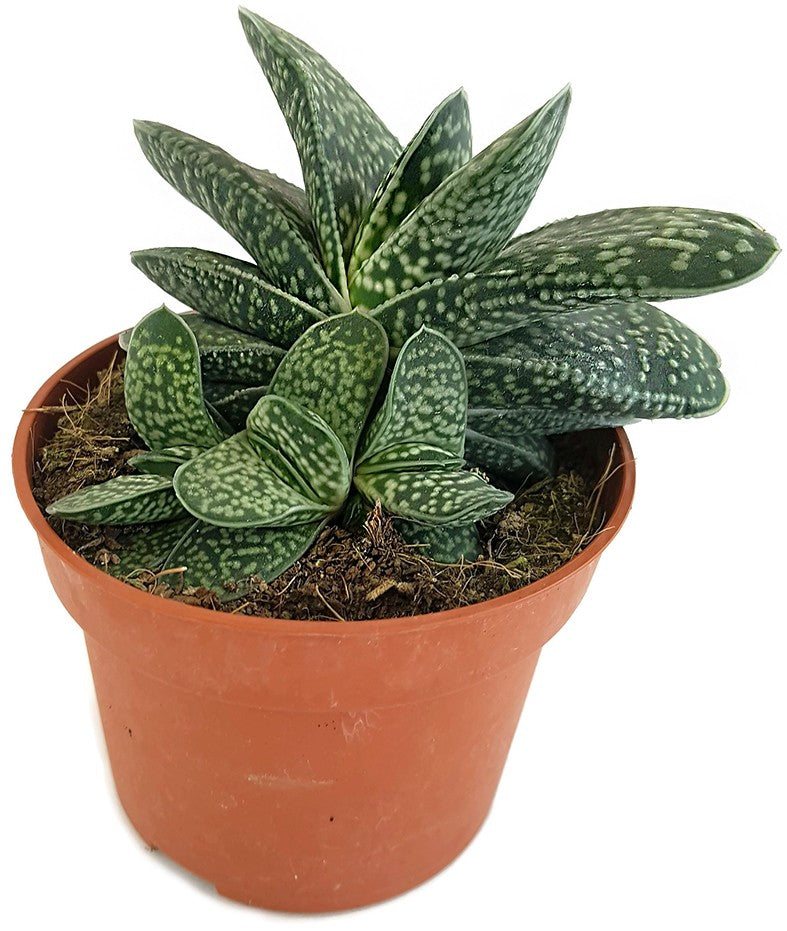 Gasteria bicolor Minor - Sukkulente