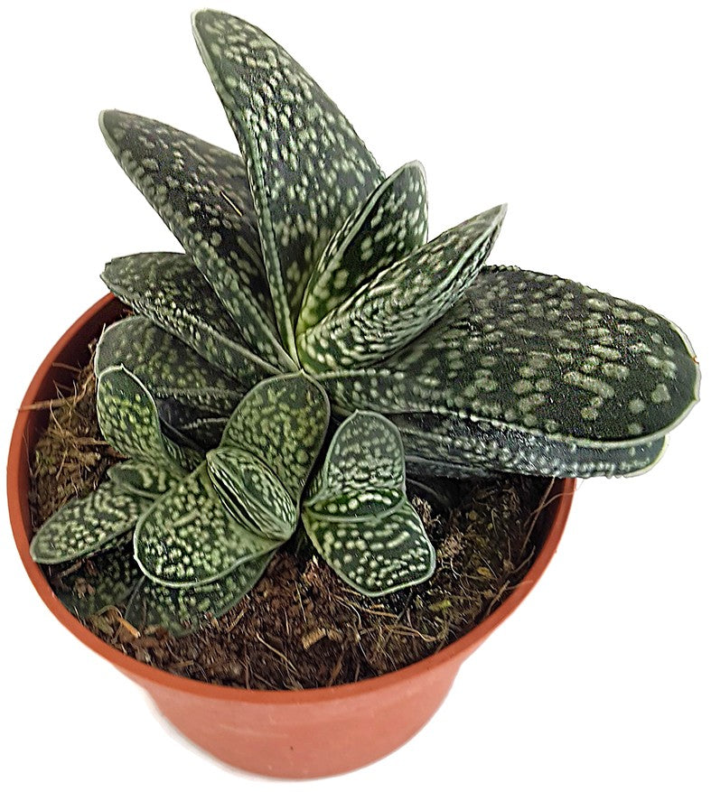 Gasteria bicolor Minor - Sukkulente