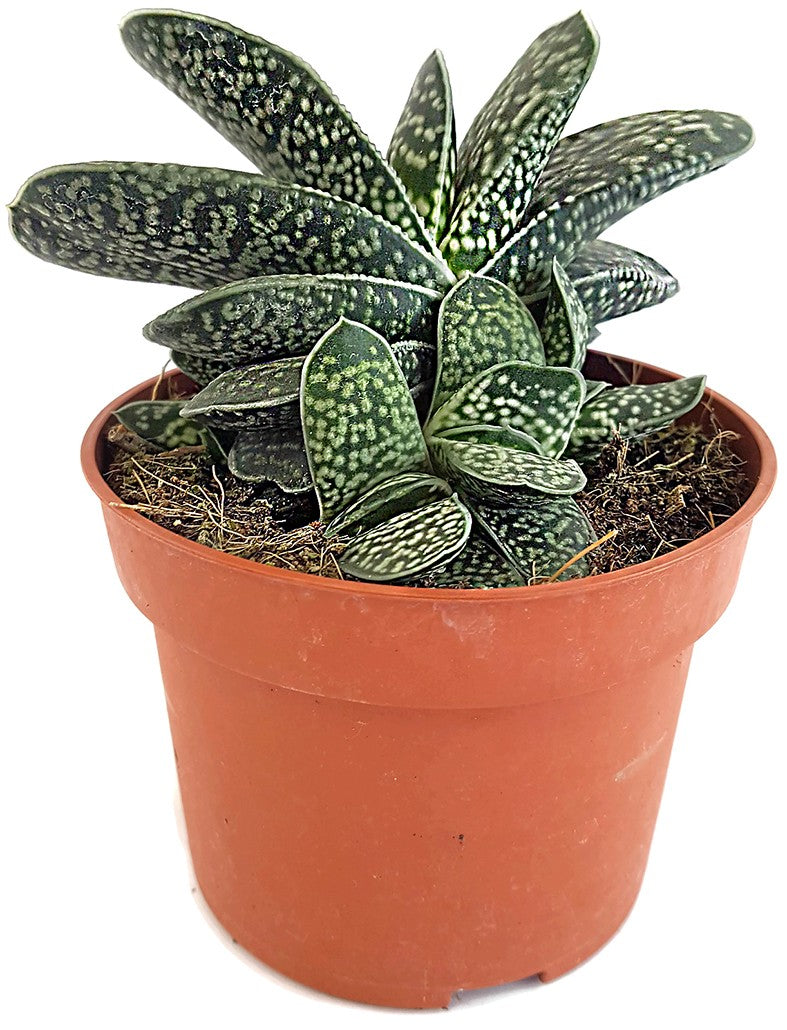 Gasteria bicolor Minor - Sukkulente