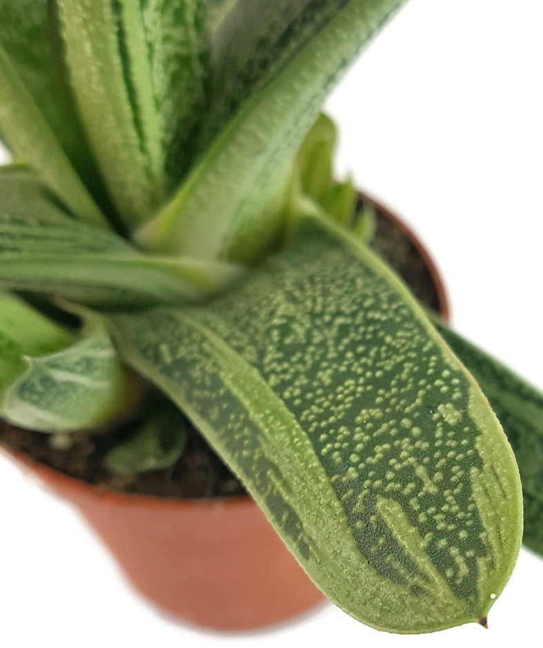 Gasteria "Dragon Skin" - Sukkulente