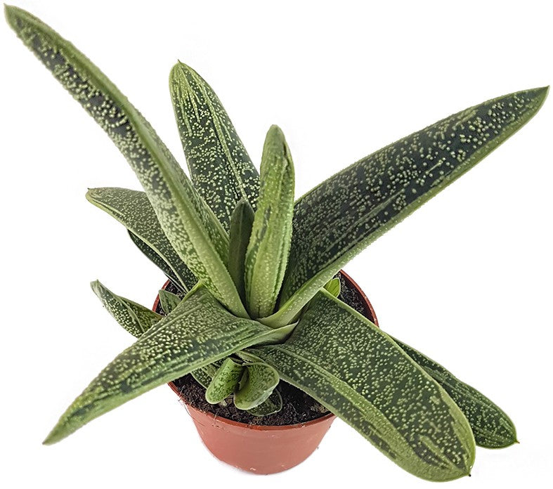 Gasteria "Dragon Skin" - Sukkulente