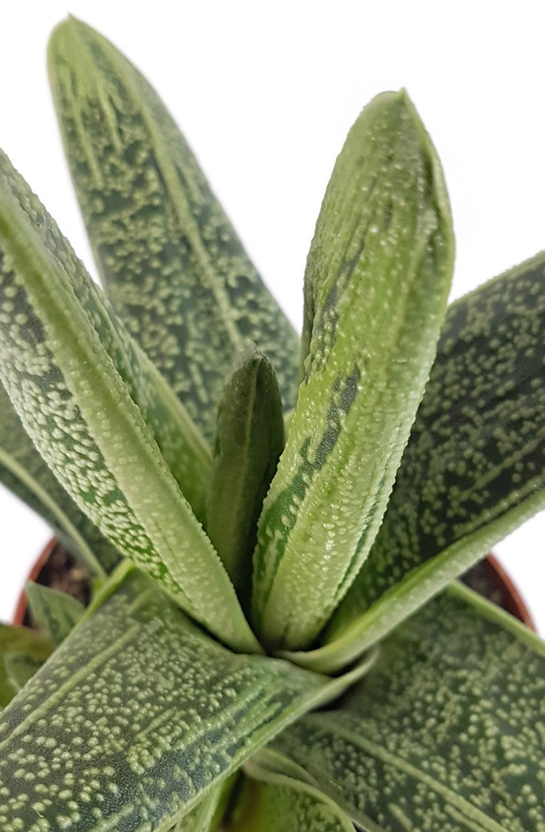 Gasteria "Dragon Skin" - Sukkulente