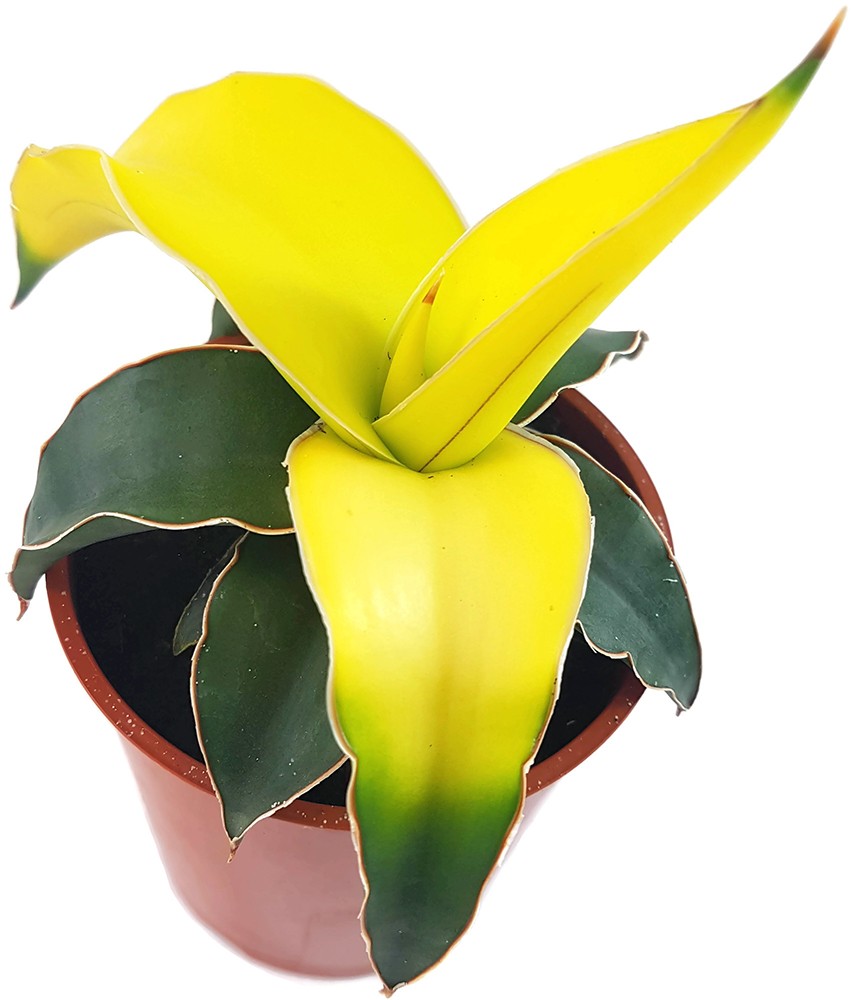 Sansevieria "Star Canary" - kanariengelber Bogenhanf