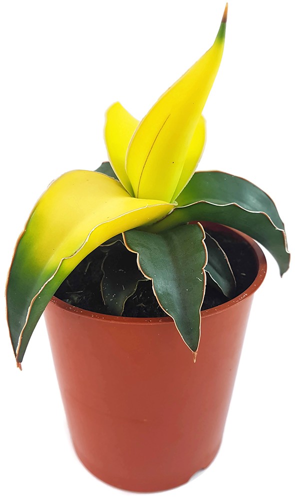 Sansevieria "Star Canary" - kanariengelber Bogenhanf
