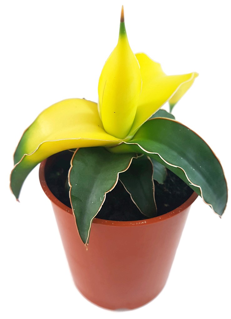 Sansevieria "Star Canary" - kanariengelber Bogenhanf