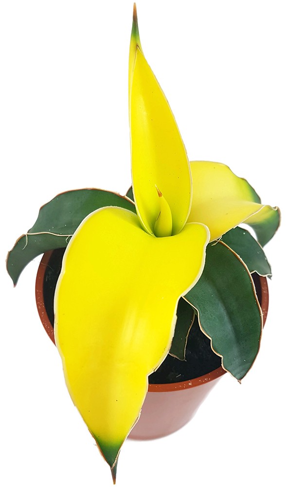 Sansevieria "Star Canary" - kanariengelber Bogenhanf