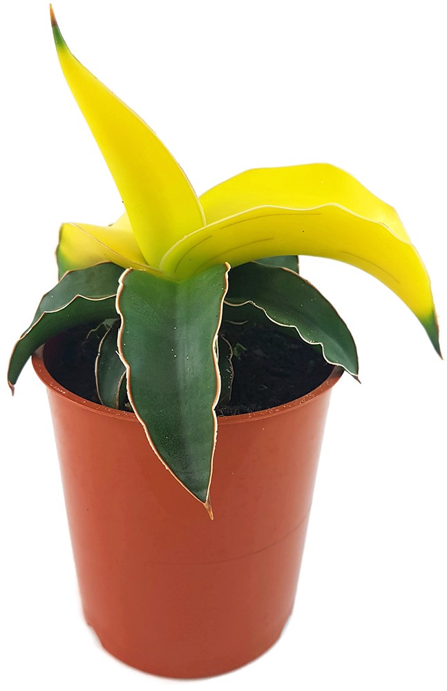 Sansevieria "Star Canary" - kanariengelber Bogenhanf