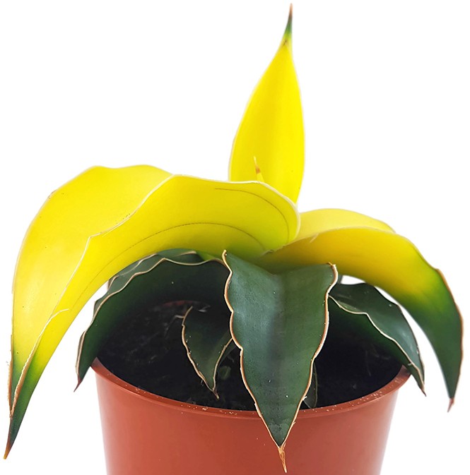 Sansevieria "Star Canary" - kanariengelber Bogenhanf