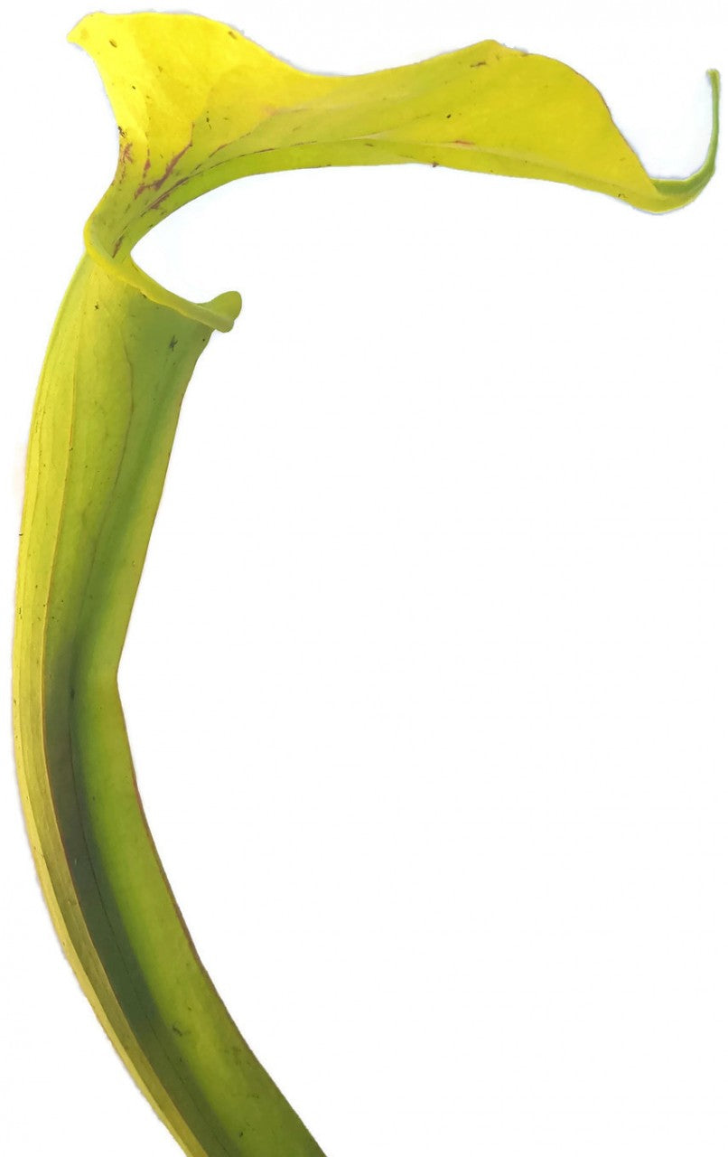 Sarracenia X "Glider"