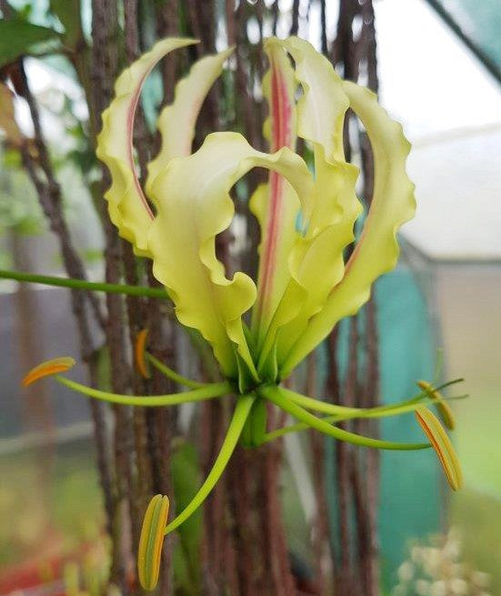 Gloriosa "Sparkling Stripe" - gestreifte Ruhmeskrone