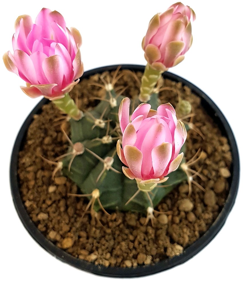 Gymnocalycium mihanovichii var. friedrichii - Kaktus