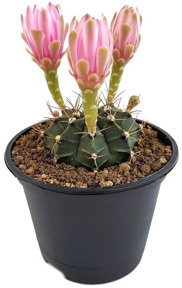 Gymnocalycium mihanovichii var. friedrichii - Kaktus