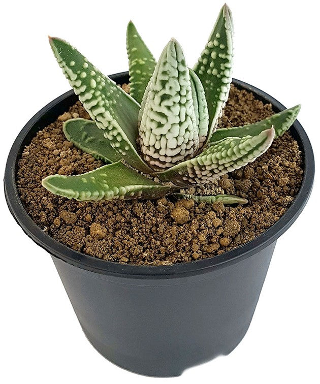Haworthia pumila cv. Emperor - Oktopus-Sukkulente