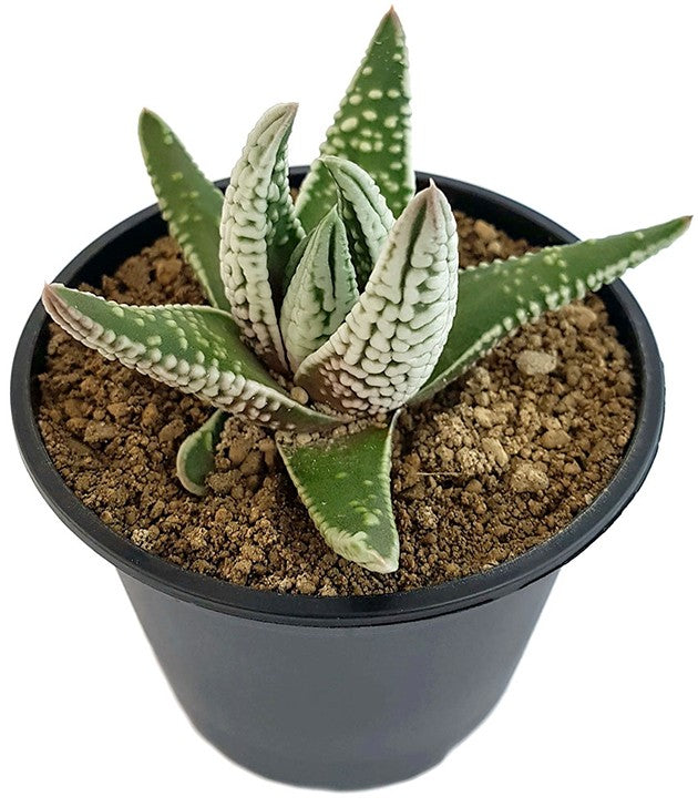 Haworthia pumila cv. Emperor - Oktopus-Sukkulente