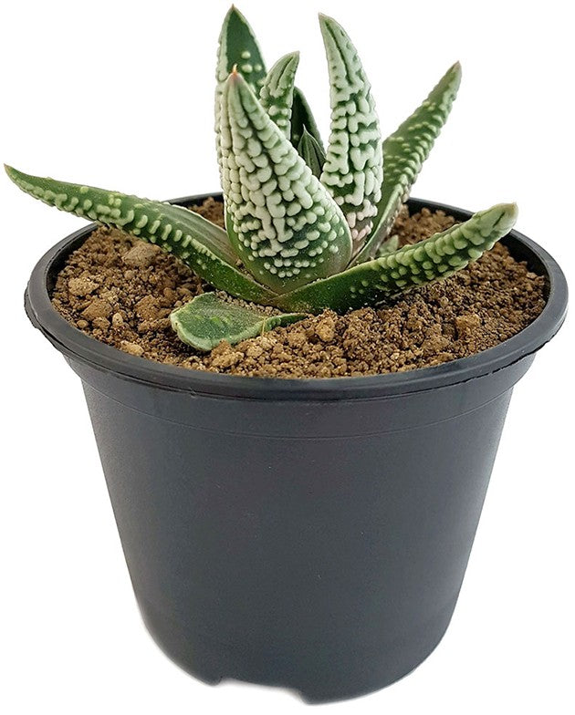 Haworthia pumila cv. Emperor - Oktopus-Sukkulente