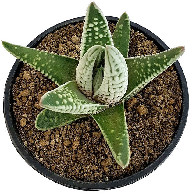 Haworthia pumila cv. Emperor - Oktopus-Sukkulente