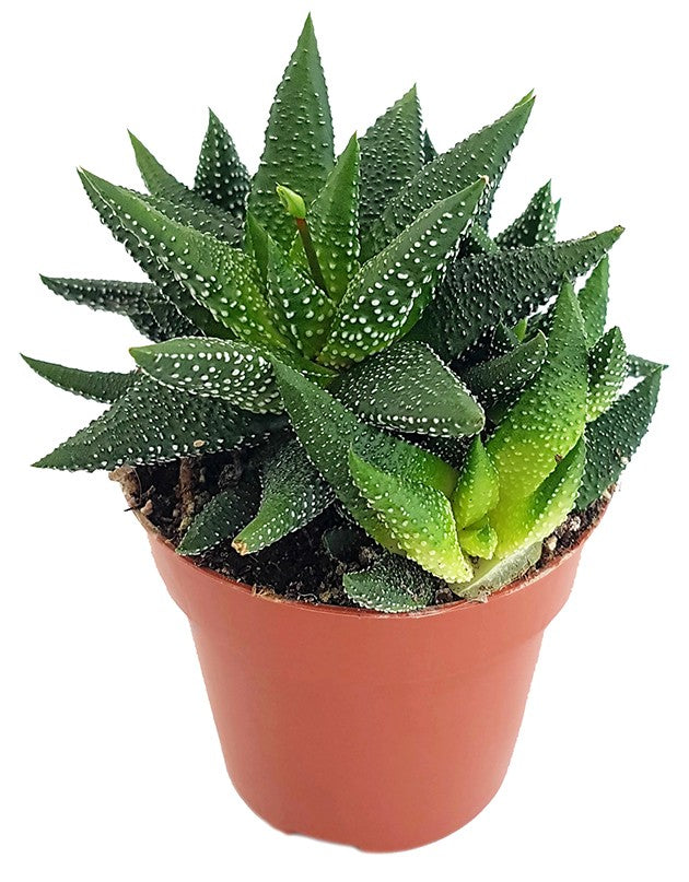Haworthia fasciata "concolor" - Sukkulente