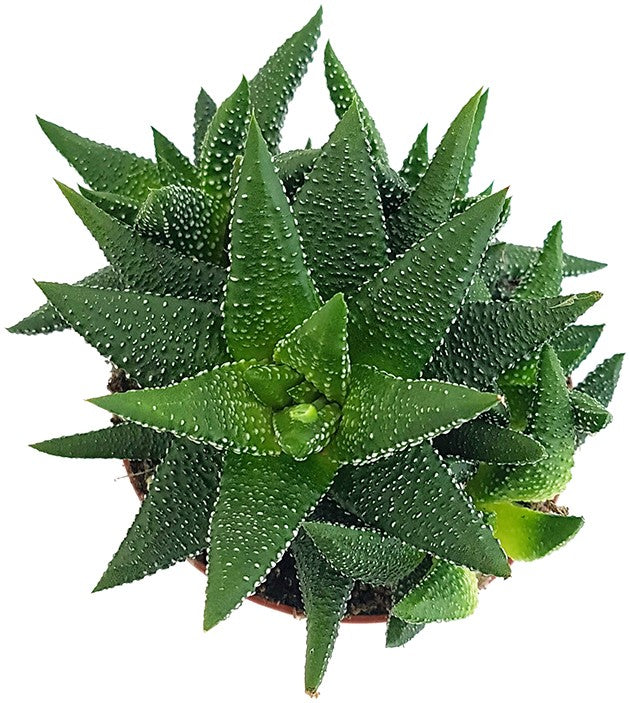 Haworthia fasciata "concolor" - Sukkulente
