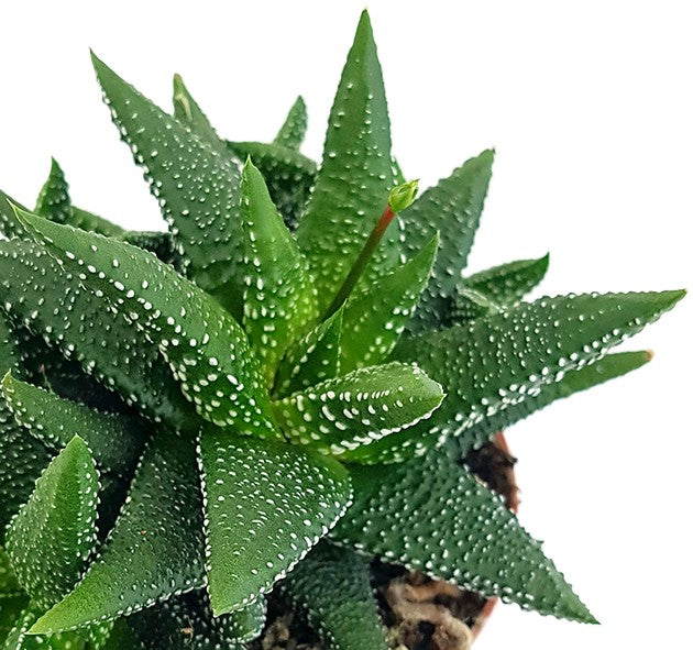 Haworthia fasciata "concolor" - Sukkulente