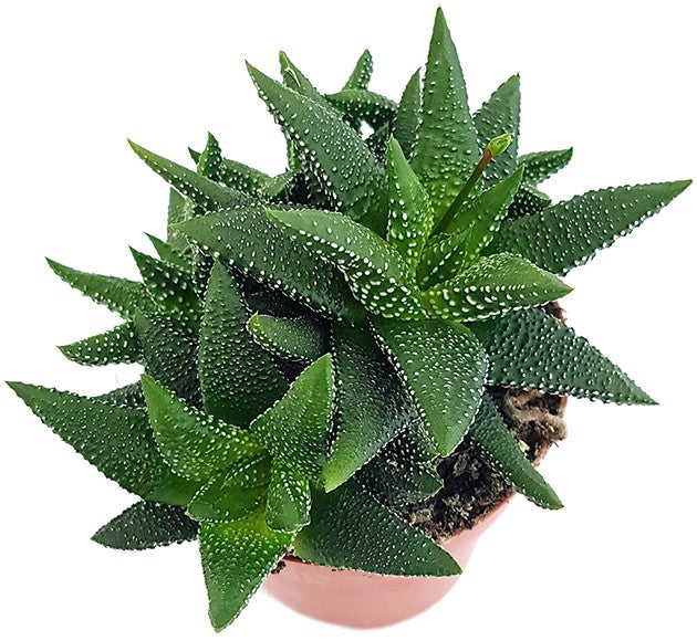 Haworthia fasciata "concolor" - Sukkulente