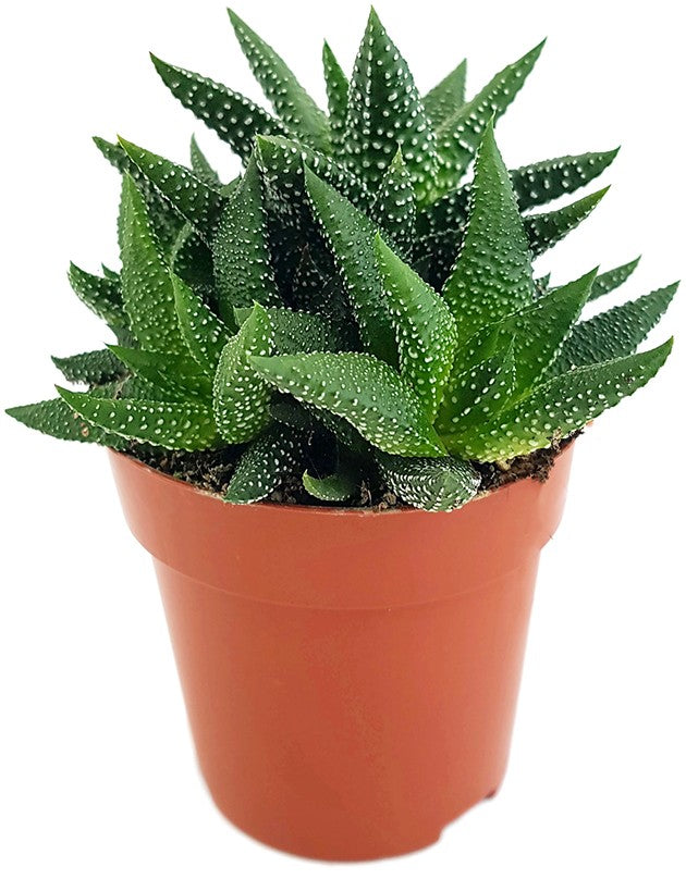 Haworthia fasciata "concolor" - Sukkulente