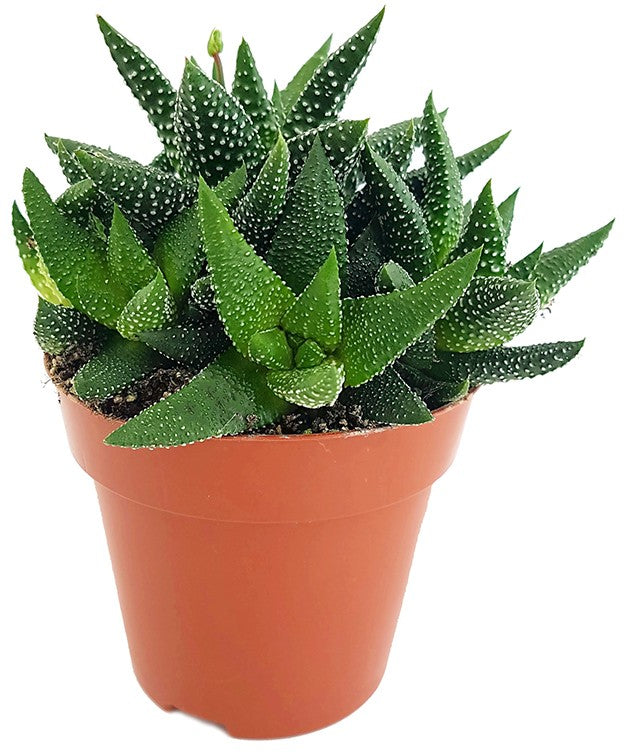 Haworthia fasciata "concolor" - Sukkulente