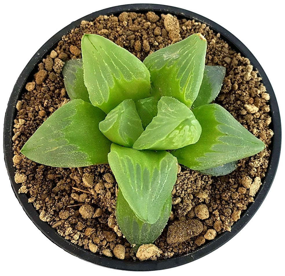 Haworthia maughanii x retusa "Dragon"