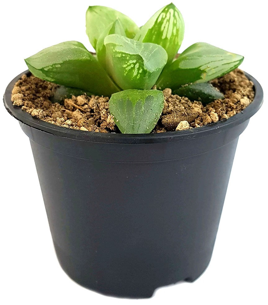 Haworthia maughanii x retusa "Dragon"