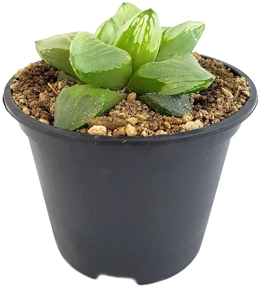 Haworthia maughanii x retusa "Dragon"