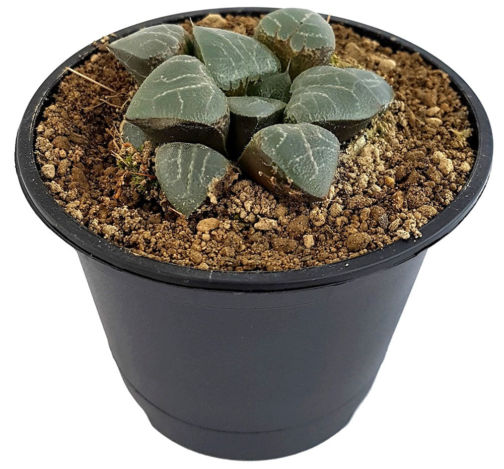 Haworthia magnifica - transparente Sukkulente