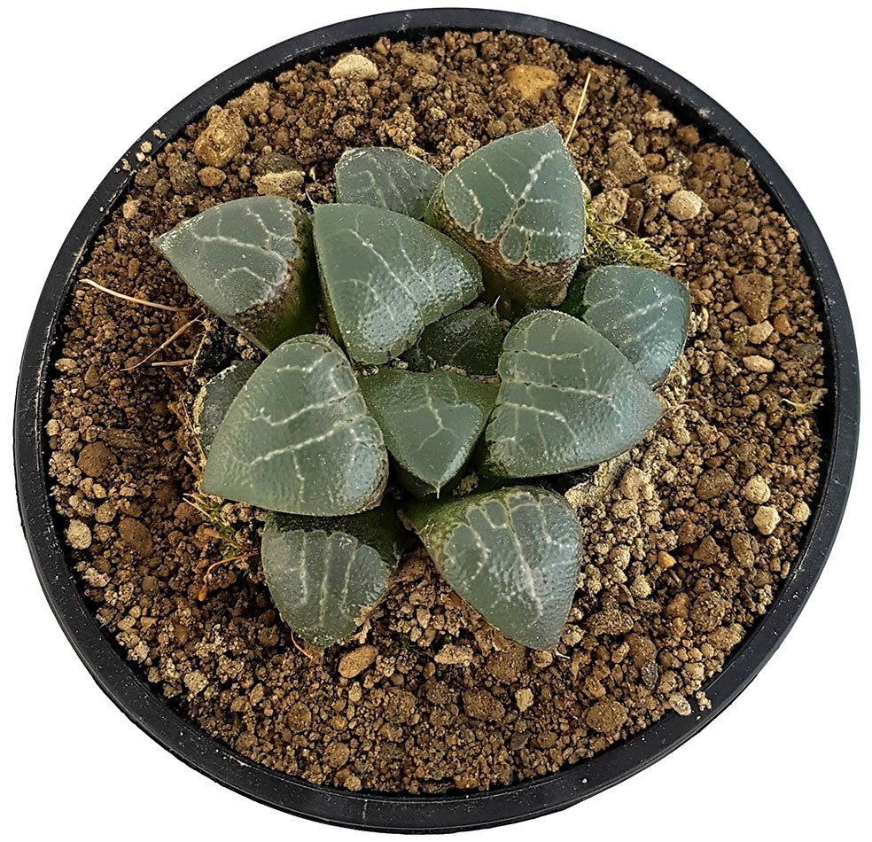 Haworthia magnifica - transparente Sukkulente