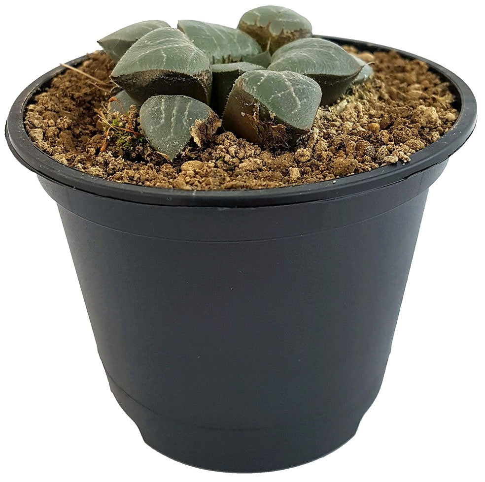 Haworthia magnifica - transparente Sukkulente