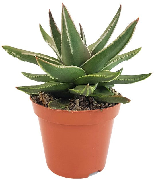 Haworthia marginata cv. Angel Wings - himmlische Sukkulente