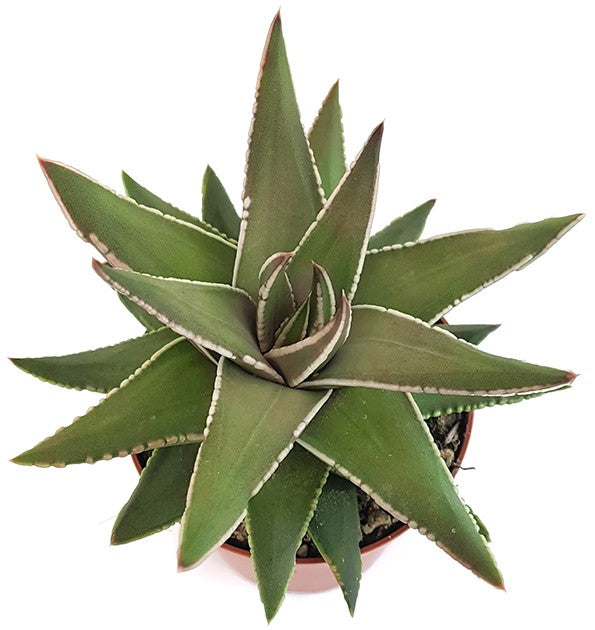 Haworthia marginata cv. Angel Wings - himmlische Sukkulente
