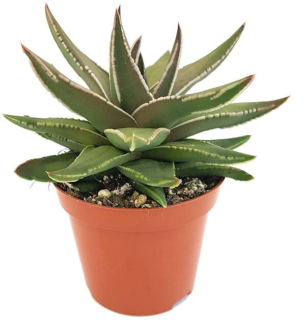 Haworthia marginata cv. Angel Wings - himmlische Sukkulente