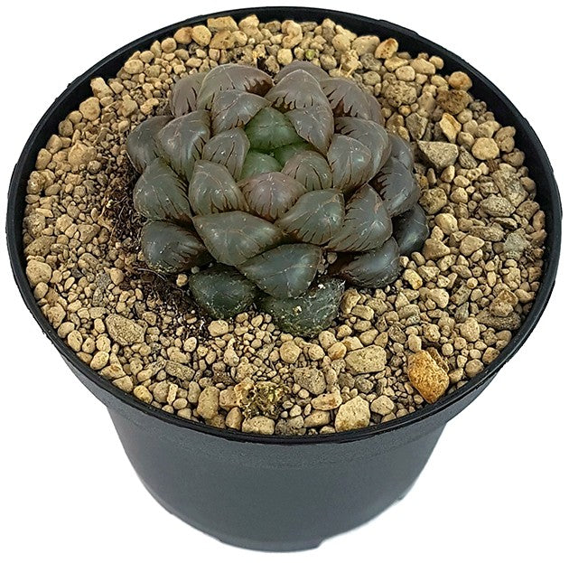 Haworthia obtusa "Crystal" - Sukkulente