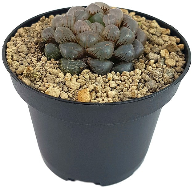 Haworthia obtusa "Crystal" - Sukkulente