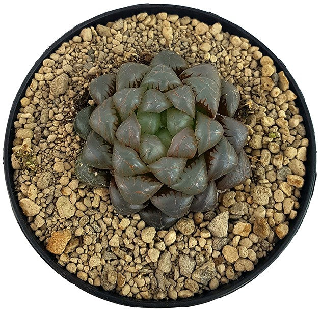 Haworthia obtusa "Crystal" - Sukkulente