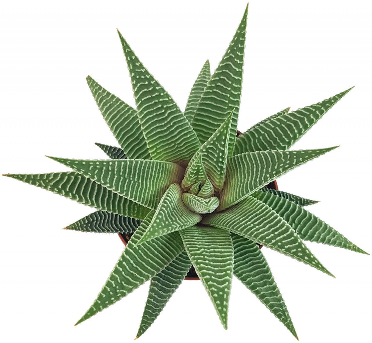 Haworthia "Spider" - hypnotisierende Sukkulente