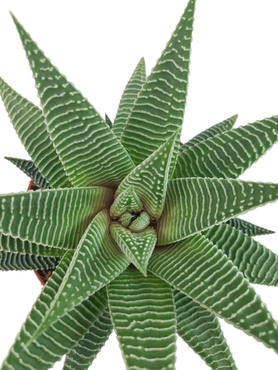 Haworthia "Spider" - hypnotisierende Sukkulente