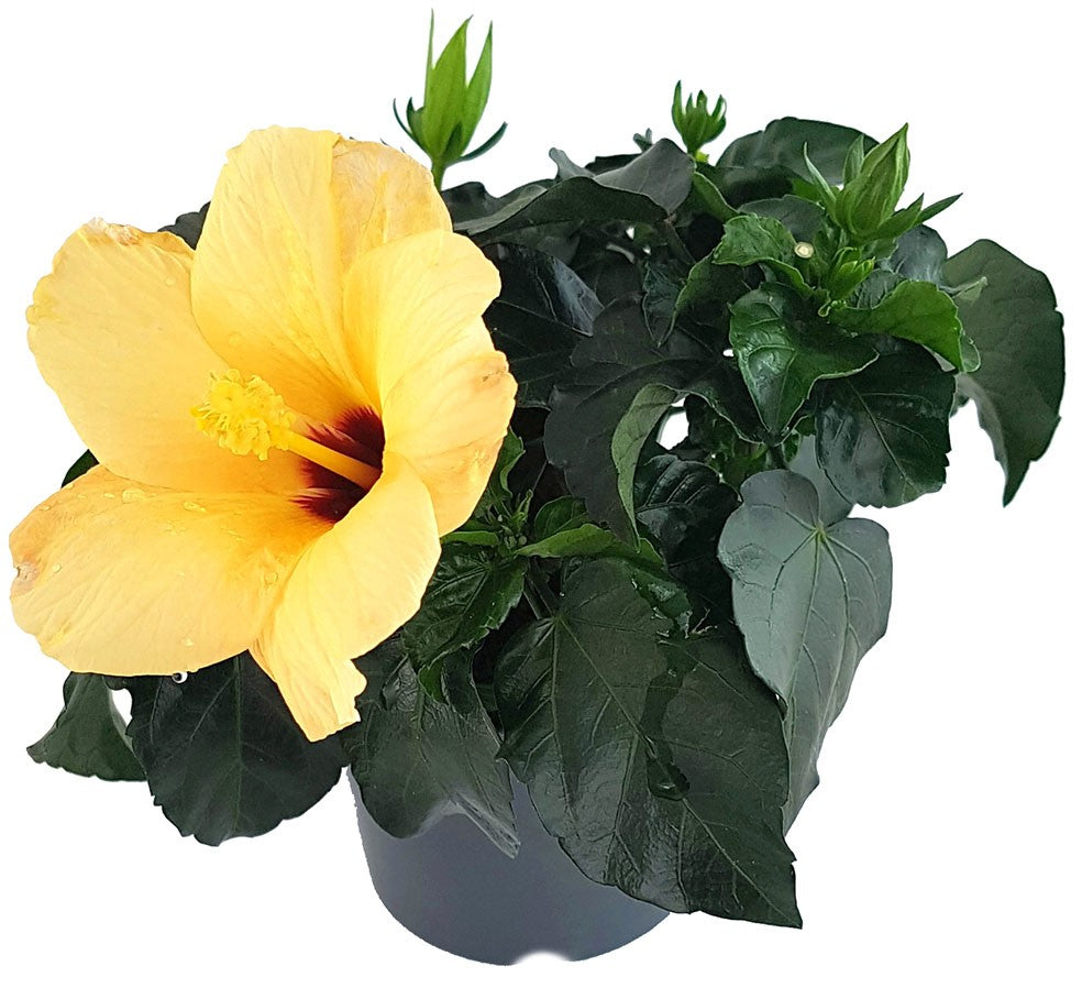 Hibiscus "Cairo Apricot" - Hawaii Hibiskus