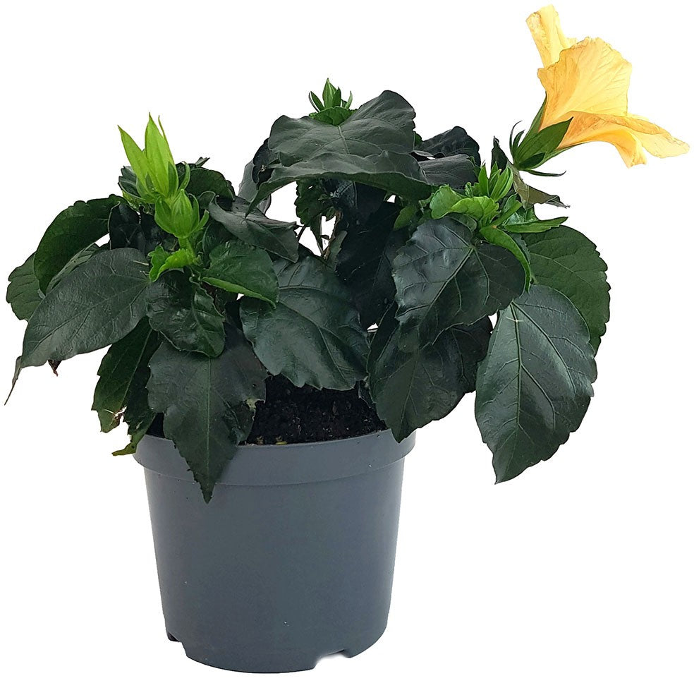 Hibiscus "Cairo Apricot" - Hawaii Hibiskus
