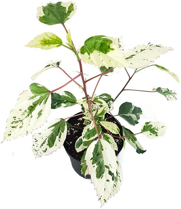 Hibiscus rosa-sinensis "variegata" - panaschierter Hibiskus