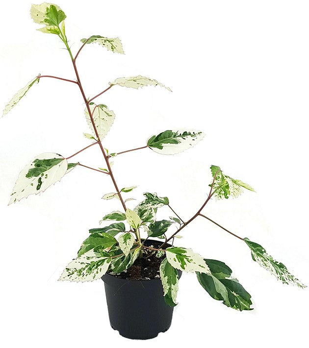 Hibiscus rosa-sinensis "variegata" - panaschierter Hibiskus